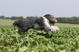 BEARDED COLLIE 036